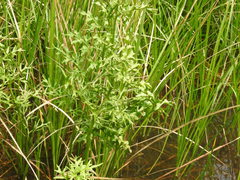 Ceratopteris pteridoides