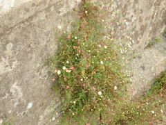 Erigeron karvinskianus