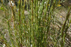 Rhodanthe anthemoides