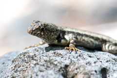 Sceloporus nelsoni