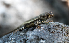Sceloporus nelsoni