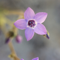 Gilia tenuiflora