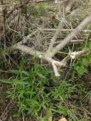 Galianthe bogotensis