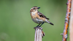 Whinchat photo 1