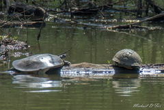 Apalone spinifera pallida