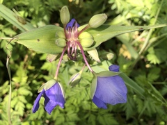 Tradescantia gigantea