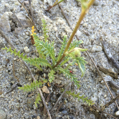 Gilia tenuiflora