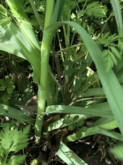 Tradescantia gigantea