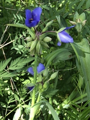 Tradescantia gigantea