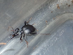 Scaphinotus punctatus