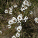 Rhodanthe anthemoides - Photo 由 Wayne Martin 所上傳的 (c) Wayne Martin，保留部份權利CC BY-NC