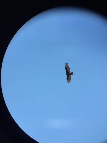 Turkey Vulture photographed in Indiana