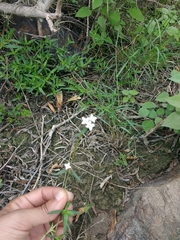 Galianthe bogotensis