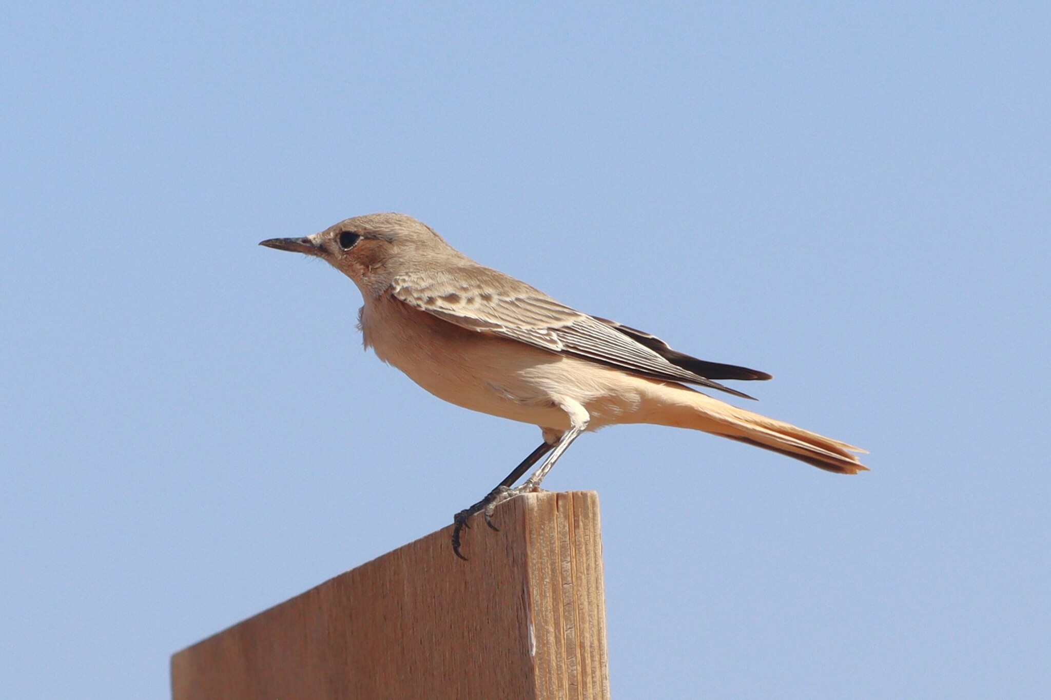 Hooded Wheatear (Oenanthe monacha), photo 4