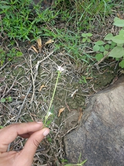 Galianthe bogotensis