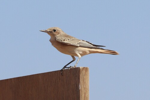 Hooded Wheatear (Oenanthe monacha), photo 5