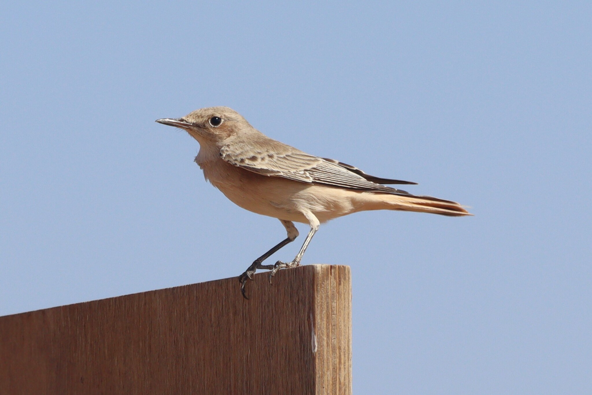 Hooded Wheatear (Oenanthe monacha), photo 5