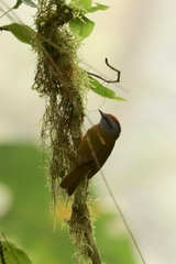 Myiothlypis coronata