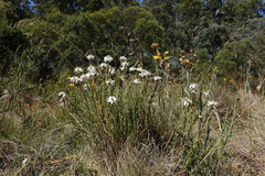 Rhodanthe anthemoides
