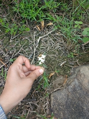 Galianthe bogotensis