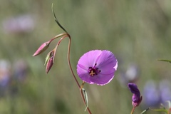 Clarkia arcuata