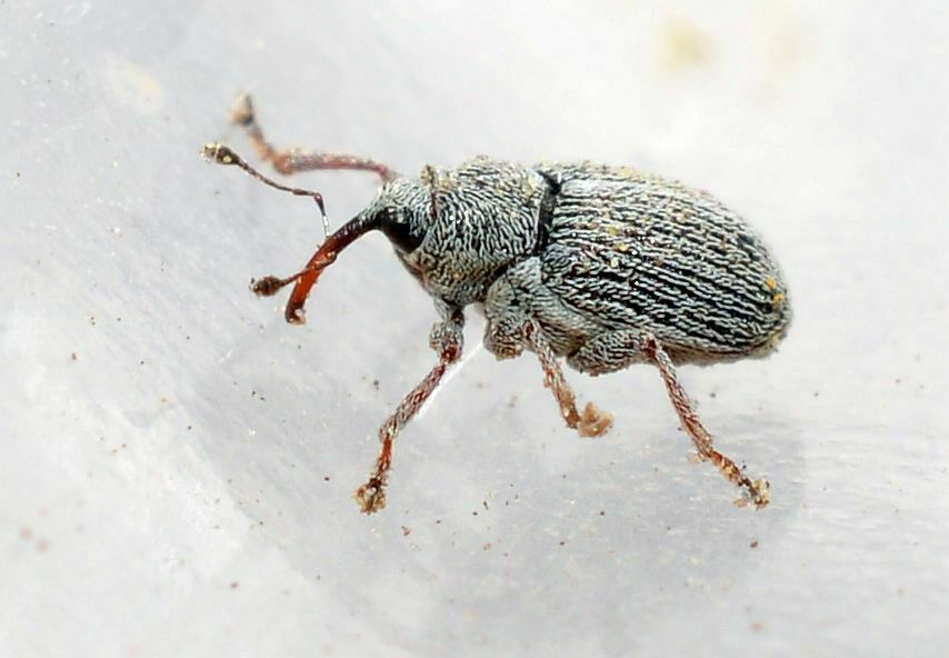 Ceutorhynchus pyrrhorhynchus