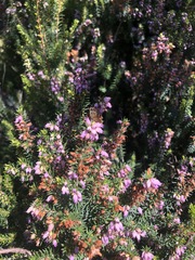 Erica erigena