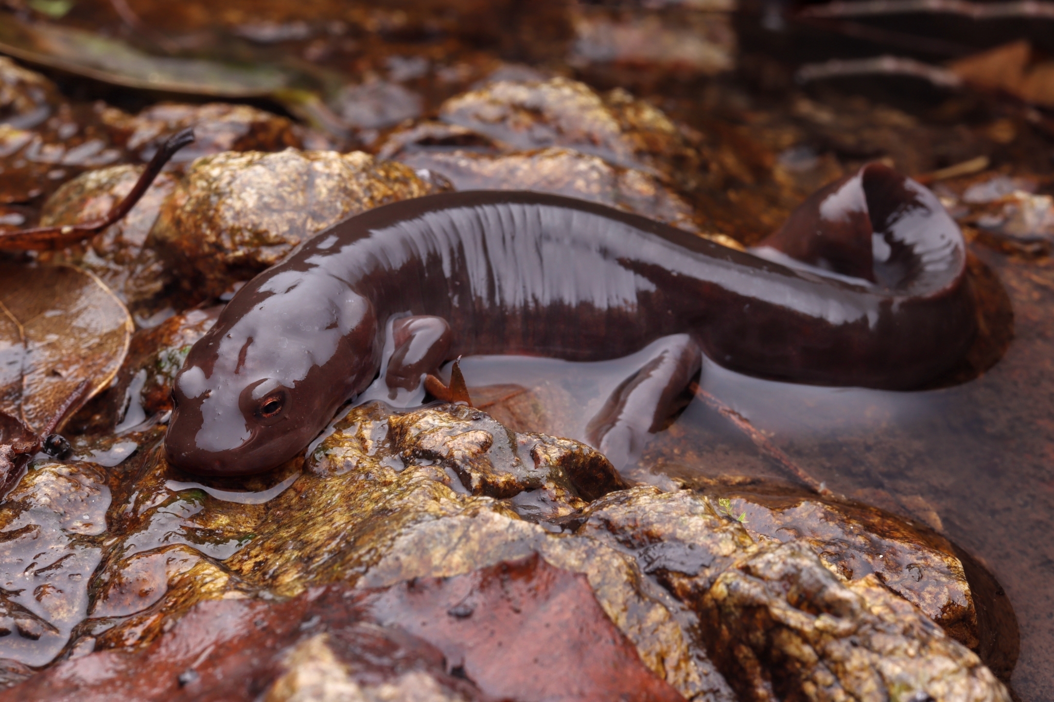 Paddle Tail Newt Care Sheet - HubPages