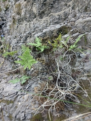 Notholaena sulphurea