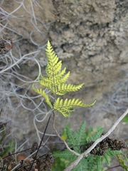 Notholaena sulphurea