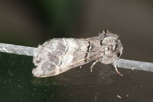 oak marbled brown, Wageningen, Nederland, photo 10 of 10