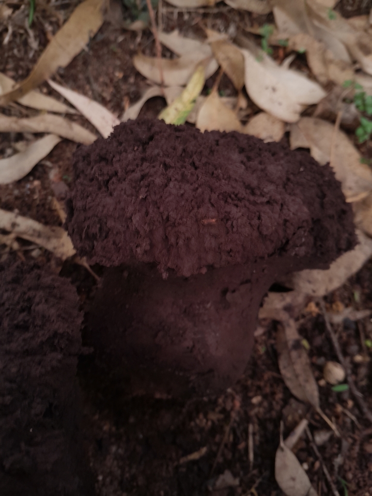 Calvatia cyathiformis · December 2023 · photo: © ana_ads (iNaturalist, cc-by)