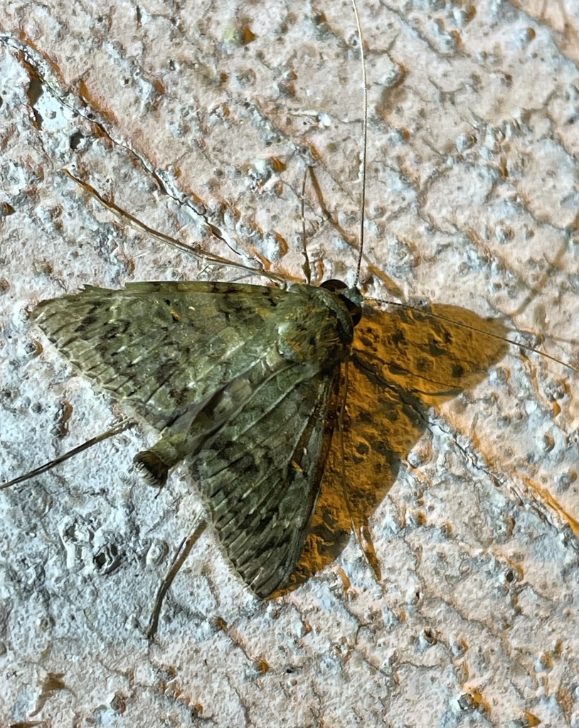Gigantoceras geometroptera