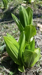 Lysichiton