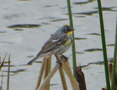 Setophaga coronata coronata × auduboni