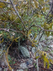 Phoradendron herbert-smithii