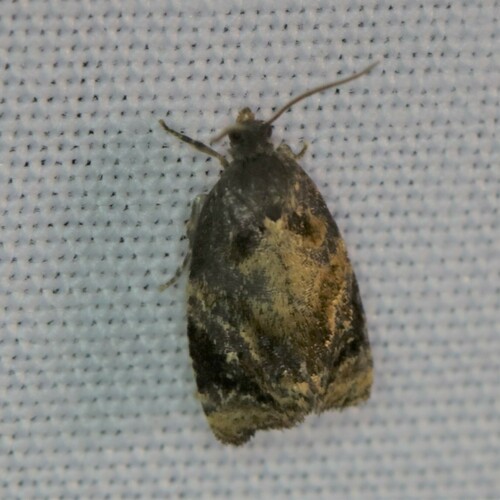Red-barred Tortrix, Ede, Nederland, photo 9 of 10