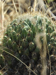 Coryphantha octacantha