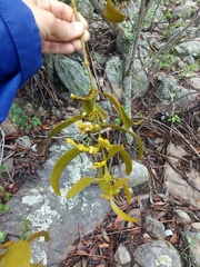 Phoradendron herbert-smithii