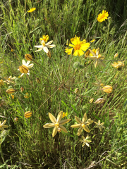Triteleia ixioides scabra