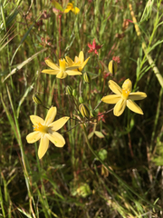 Triteleia ixioides scabra