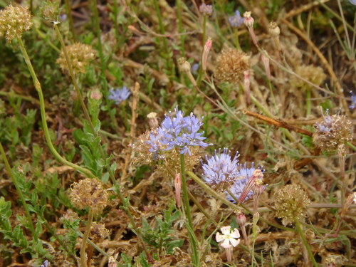 Jasione maritima (Jasione maritima)
