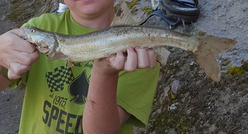 Colorado pikeminnow (Ptychocheilus lucius) — Cyprinidae — 5