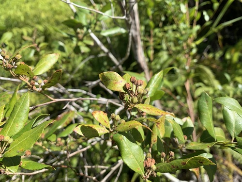 Lyonia stahlii