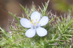 Navarretia tagetina