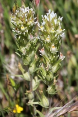 Castilleja lineariloba