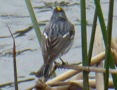Setophaga coronata coronata × auduboni