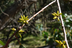 Eucalyptus stellulata