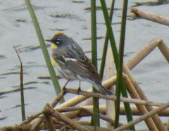 Setophaga coronata coronata × auduboni