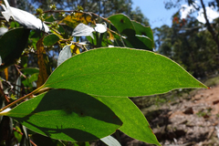 Eucalyptus stellulata